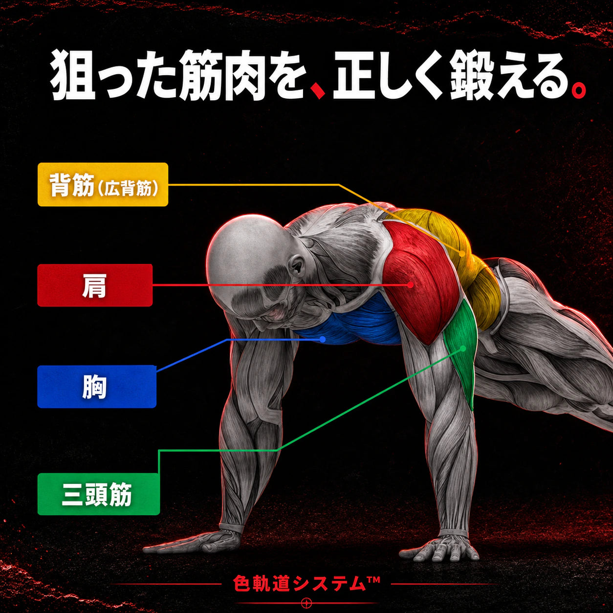 【来年の夏まで待たない！】多機能プッシュアップボード 折りたたみ式｜「高さじゃない、軌道だ」色に挿すだけで胸・肩・背中・腕を狙い撃ち。1日10分、自宅で本格トレーニング。